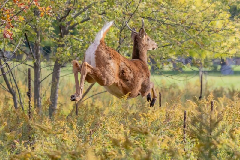  Ohraničující spike buck na hřbitově North Side. Kredit: Paul Vriend
