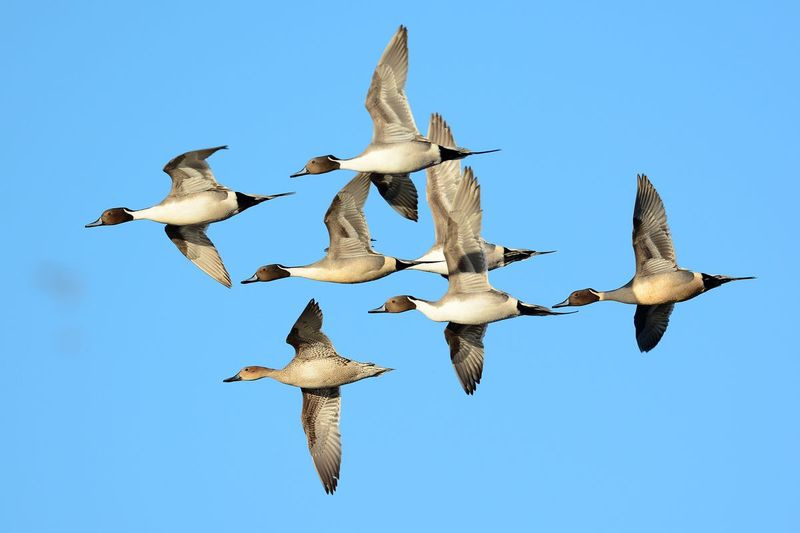 Pintails v lete. Poskytol Illinois Natural History Survey