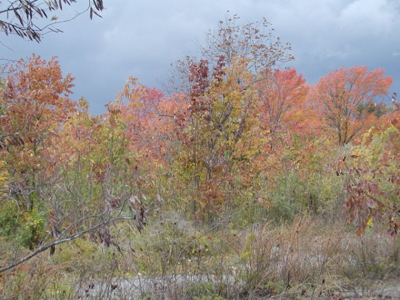   Ein Aktenfoto von vor zehn Jahren vom Crab Orchard National Wildlife Refuge im Herbst. Bildnachweis: Dale Bowman