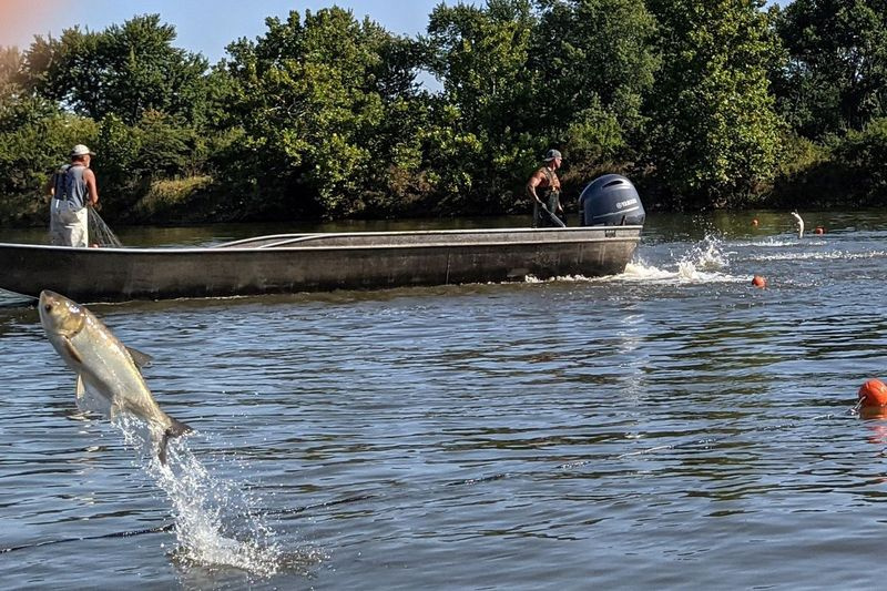 Guy Price et son fils Shawn (au volant) sautent en cercle des carpes argentées dans des filets sur la rivière Illinois. Crédit : Dale Bowman