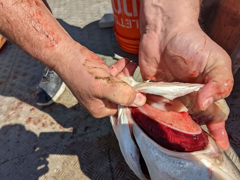 Kevin Irons, chef adjoint des pêches de l