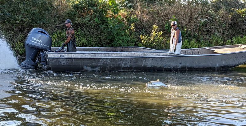 Une carpe argentée se dresse alors que Shawn Price et son père Guy poussent des carpes envahissantes dans des filets sur la rivière Illinois. Crédit : Dale Bowman