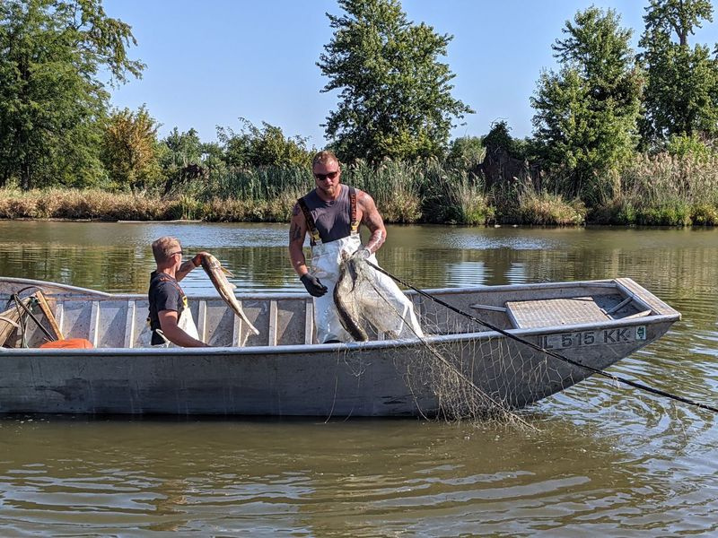 Jeromy Buchanan (à gauche) et John Beasley transportent des carpes argentées (et quelques poissons errants) dans leur bateau tout en attrapant au filet des carpes envahissantes sur la rivière Illinois. Crédit : Dale Bowman