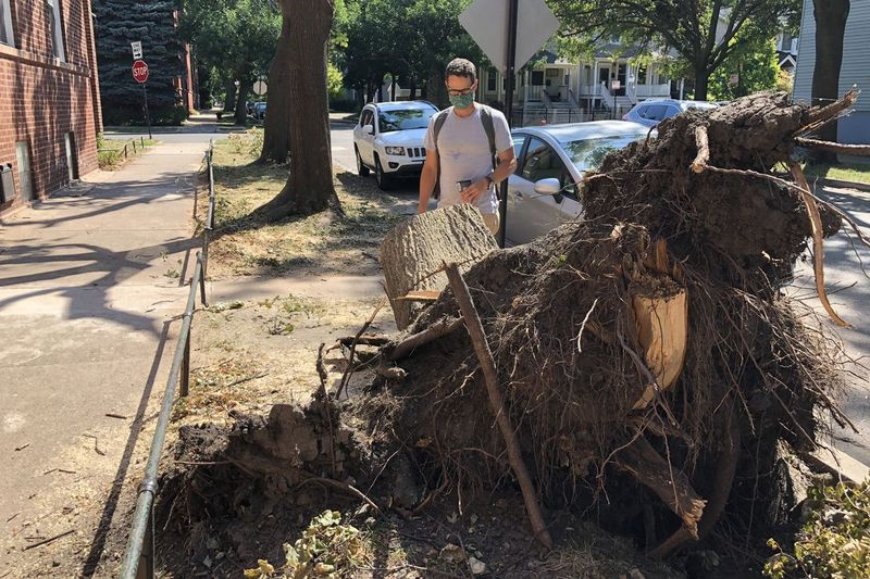 Greg Spyreas, Botaniker an der University of Illinois in Urbana-Champaign, untersucht die Überreste eines Spitzahornbaums, der bei der Derecho am 10. August von starken Winden umgestürzt wurde.