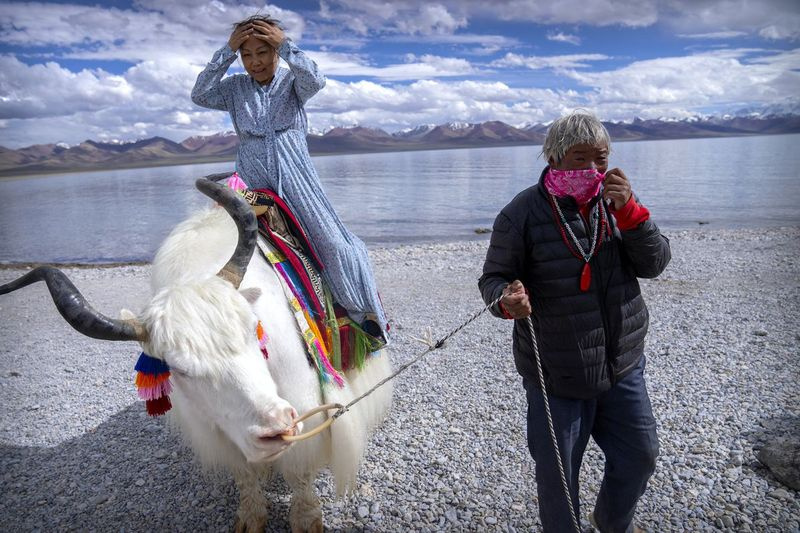 En kinesisk turist gjør seg klar til å posere for et bilde på toppen av en hvit yak ledet av en tibetansk mann i Namtso i det vestlige Kinas autonome region Tibet.