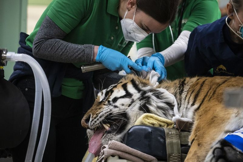 Los veterinarios, los técnicos y el personal preparan a Malena, un tigre de Amur en peligro de extinción de 10 años, para una cirugía de reemplazo total de cadera el miércoles en el zoológico de Brookfield. El tigre tiene artritis en la cadera izquierda.