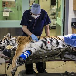 El Dr. Michael Adkesson, vicepresidente de medicina clínica de la Sociedad Zoológica de Chicago, prepara a Malena, una tigre de Amur en peligro de extinción de 10 años, para una cirugía de reemplazo total de cadera en el zoológico de Brookfield, el miércoles 27 de enero de 2021. El tigre tiene artritis en su cadera izquierda.