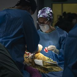 La Dra. Lauren Kane (derecha), de la Sociedad Zoológica de Chicago, y el Dr. James Cook, director del Mizzou BioJoint Center en la Universidad de Missouri, realizan una cirugía de reemplazo total de cadera en Malena, un tigre de Amur en peligro de extinción de 10 años. en el zoológico de Brookfield, miércoles 27 de enero de 2021. El tigre tiene artritis en la cadera izquierda.