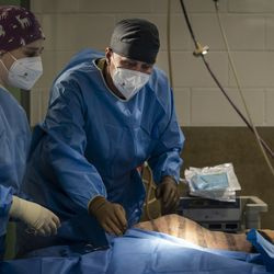 El Dr. James Cook (centro), director del Mizzou BioJoint Center en la Universidad de Missouri, ayuda a preparar a Malena, una tigre de Amur en peligro de extinción de 10 años, para una cirugía de reemplazo total de cadera en el zoológico de Brookfield, el miércoles 27 de enero de 2021. El tigre tiene artritis en la cadera izquierda.