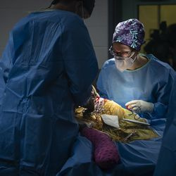 La Dra. Lauren Kane (derecha), de la Sociedad Zoológica de Chicago, y el Dr. James Cook, director del Mizzou BioJoint Center en la Universidad de Missouri, realizan una cirugía de reemplazo total de cadera en Malena, un tigre de Amur en peligro de extinción de 10 años. en el zoológico de Brookfield, miércoles 27 de enero de 2021. El tigre tiene artritis en la cadera izquierda.