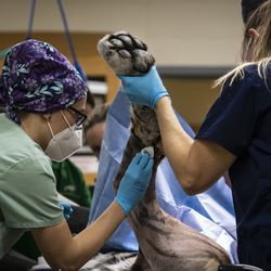 La Dra. Lauren Kane (izquierda), de la Sociedad Zoológica de Chicago, ayuda a preparar a Malena, una tigre de Amur en peligro de extinción de 10 años, para una cirugía de reemplazo total de cadera en el zoológico de Brookfield, el miércoles 27 de enero de 2021. El tigre tiene artritis en su cadera izquierda.