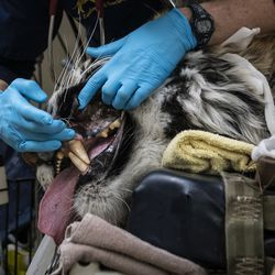 Los veterinarios, los técnicos y el personal preparan a Malena, una tigre de Amur en peligro de extinción de 10 años, para una cirugía de reemplazo total de cadera en el zoológico de Brookfield, el miércoles 27 de enero de 2021. El tigre tiene artritis en la cadera izquierda.