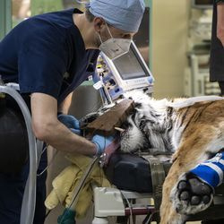 El Dr. Michael Adkesson, vicepresidente de medicina clínica de la Sociedad Zoológica de Chicago, prepara a Malena, un tigre de Amur en peligro de extinción de 10 años, para una cirugía de reemplazo total de cadera en el zoológico de Brookfield, el miércoles 27 de enero de 2021. Un bloque de mordida de madera mantiene abierta la mandíbula de Malena mientras el Dr. Adkesson le pasa un estetoscopio esofágico. | Ashlee Rezin García / Sun-Times