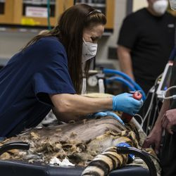 Los veterinarios y técnicos afeitan a Malena, una tigre de Amur en peligro de extinción de 10 años, para prepararla para una cirugía de reemplazo total de cadera en el zoológico de Brookfield, el miércoles 27 de enero de 2021. El tigre tiene artritis en la cadera izquierda.