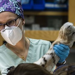 La Dra. Lauren Kane, de la Sociedad Zoológica de Chicago, ayuda a preparar a Malena, una tigre de Amur en peligro de extinción de 10 años, para una cirugía de reemplazo total de cadera en el zoológico de Brookfield, el miércoles 27 de enero de 2021. El tigre tiene artritis en la cadera izquierda .