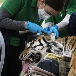 Los veterinarios, los técnicos y el personal preparan a Malena, una tigre de Amur en peligro de extinción de 10 años, para una cirugía de reemplazo total de cadera en el zoológico de Brookfield, el miércoles 27 de enero de 2021. El tigre tiene artritis en la cadera izquierda.