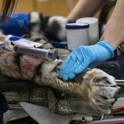 Los veterinarios, los técnicos y el personal preparan a Malena, una tigre de Amur en peligro de extinción de 10 años, para una cirugía de reemplazo total de cadera en el zoológico de Brookfield, el miércoles 27 de enero de 2021. El tigre tiene artritis en la cadera izquierda.