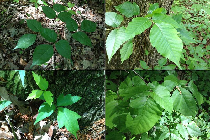 In senso orario da sinistra in alto: Poison Ivy con bordi lisci; bordi frastagliati; foglie rotonde; foglie dentellate. Tutte le foto sono state scattate su un sentiero in un parco statale sul Cumberland Plateau del Tennessee. | Blake Farmer/WPLN/Kaiser Health News
