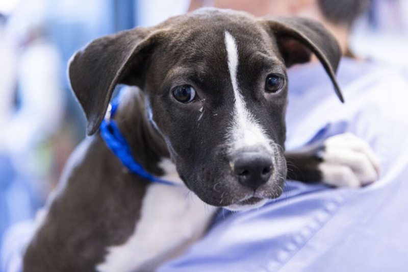   Um dos muitos cães recebidos que foram deslocados da Flórida durante o furacão Ian no PAWS Medical Center & Clínica Lurie em 3516 W 26th St em Little Village, terça-feira, 4 de outubro de 2022.