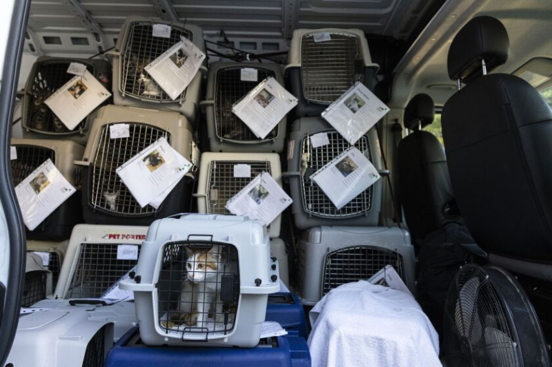   Um gato espera para ser examinado em uma instalação do PAWS enquanto recebe cães e gatos deslocados da Flórida no PAWS Medical Center & Clínica Lurie em 3516 W. 26th St. em Little Village, terça-feira, 4 de outubro de 2022.