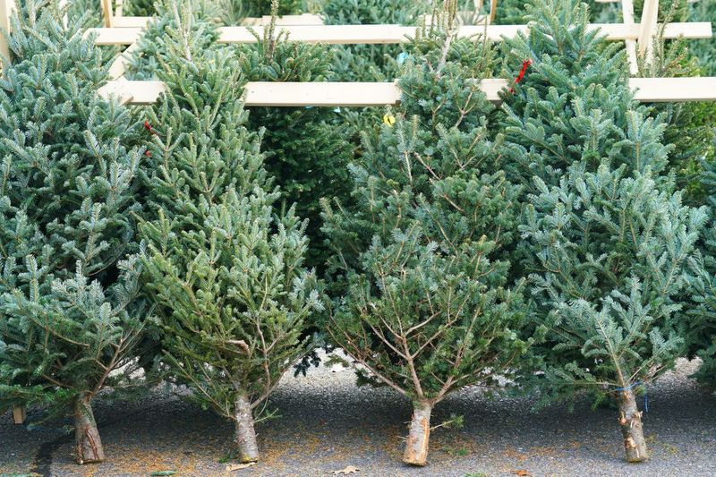  Walmart is de nieuwste retailer die plannen aankondigt om verse levende kerstbomen te leveren, samen met Home Depot, Lowe