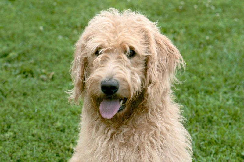 Il Labradoodle - un incrocio tra un barboncino e un Labrador retriever - è stato allevato per la prima volta non per il suo viso carino o per i capelli trasandati, ma per risolvere un problema di cane guida.