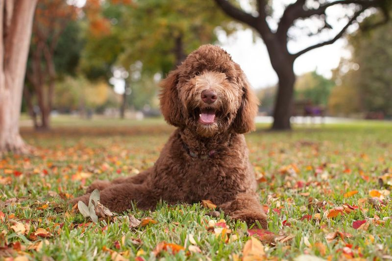 Dibiakkan untuk menjadi anjing pemandu bagi orang yang tidak boleh bertolak ansur dengan rambut Labs tetapi boleh mengendalikan kot poodle, Labradoodle ialah salah satu baka anjing pereka pertama, yang menurut pengkritik mungkin meletakkan keuntungan pembiak berbanding penjagaan haiwan.