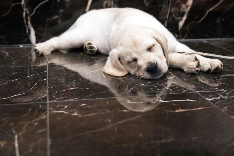 Un Labrador retriever în vârstă de 8 săptămâni, trage un pui de somn în timpul unei conferințe de presă la sediul American Kennel Club din New York în 2018.