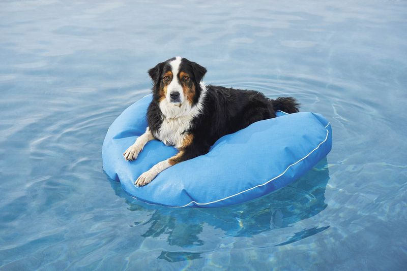 Una cama flotante para perros no porosa y resistente a los pinchazos en Frontgate viene en varios colores y tres tamaños.
