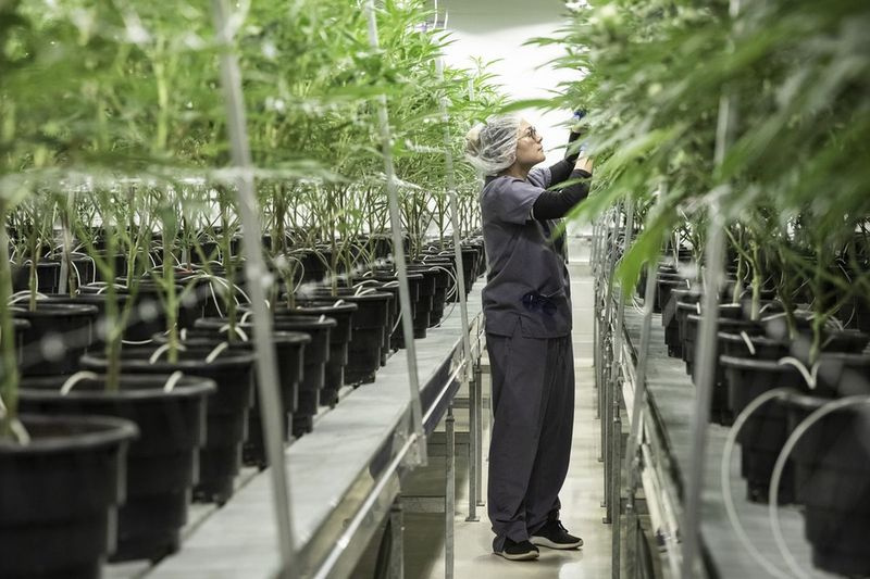 Η Ericka Hogan, υπεύθυνη καλλιέργειας στο Illinois Grown Medicine, απλώνει κλαδιά ιατρικής μαριχουάνας για να επιτρέψει τη διείσδυση του φωτός για σωστή ανάπτυξη λουλουδιών στην αίθουσα ανθοφορίας του κέντρου καλλιέργειας στο Elk Grove Village, Δευτέρα πρωί, 6 Μαΐου 2019.