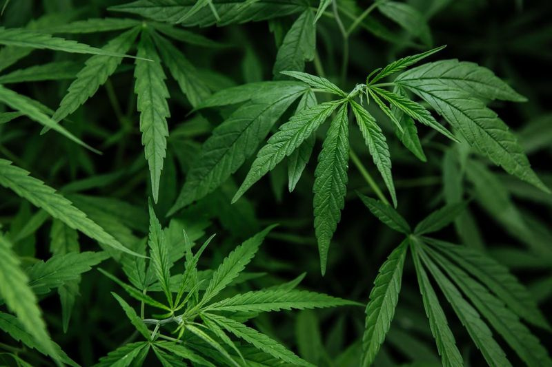 Kajian Institut Kesihatan Kebangsaan yang dikeluarkan pada Jun 2018 yang merangkumi lebih daripada 400 dispensari Colorado mendapati hampir 70 peratus mengesyorkan rawatan mual pagi dengan ganja.