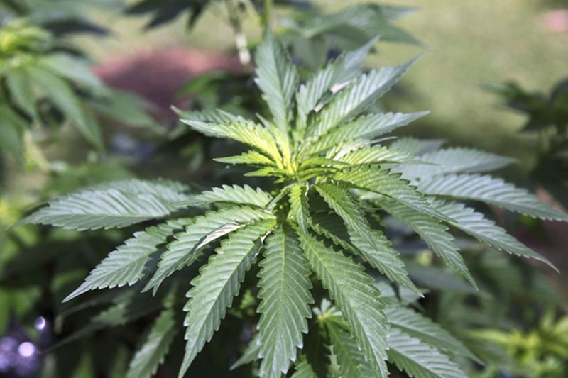 Plantas de marihuana en una casa en Honolulu en 2016 (Foto AP / Marina Riker, Archivo)