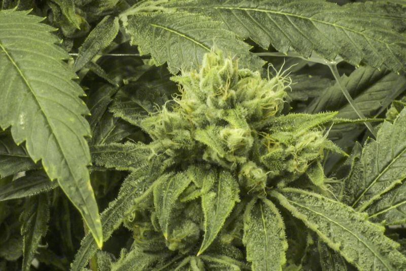 Marihuana užauginta Cresco Labs Joliet Ilinojaus valstijoje.