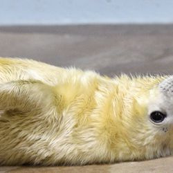 En af to gråsælunger født i Brookfield Zoo. Kvinden blev født den 9. januar og er i øjeblikket bag kulisserne i forbindelse med sin mor, Lily. Ved fødslen fødes gråsælunger med lang, hvid pels kaldet lanugo (udtales la-NOO-go), som smeltes på to til fire uger og erstattes med kortere, stivere hår, der ligner voksnes.