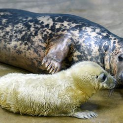 En 4-dage gammel hun gråsæl med sin mor, Tasha. De to er i øjeblikket bag kulisserne i Brookfield Zoo bonding. Hvalpen, der er født den 10. januar, vil sammen med en anden hvalp født en dag tidligere få deres offentlige debut i zoologisk haves Pinniped Point til foråret.