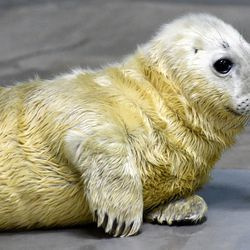En af to gråsælunger født i Brookfield Zoo. Kvinden blev født den 9. januar og er i øjeblikket bag kulisserne i forbindelse med sin mor, Lily. Ved fødslen fødes gråsælunger med lang, hvid pels kaldet lanugo (udtales la-NOO-go), som smeltes på to til fire uger og erstattes med kortere, stivere hår, der ligner voksnes.