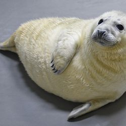 En 2 uger gammel hun gråsæl er en af ​​to, der er født for nylig i Brookfield Zoo. Begge hvalpe er bag kulisserne og knytter bånd til deres mødre.