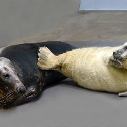 En 2 uger gammel hun-gråsælung med sin mor, Lily. De to binder sig i øjeblikket bag kulisserne i Brookfield Zoo. Hvalpen, sammen med en anden hvalp, forventes at få sin offentlige debut i zoologisk haves Pinniped Point til foråret.