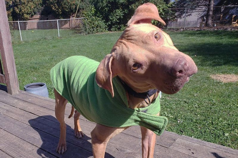 Sierra Mist, einer der 20 Pitbulls, die aus einer missbräuchlichen Umgebung gerettet wurden. Alle 20 Hunde haben während ihres Rehabilitationsprozesses Pflegestellen gefunden.