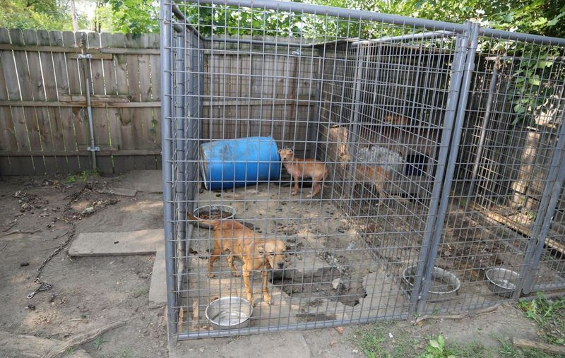 Eingesperrte Hunde wurden am 21. September 2020 im Hinterhof eines Hauses in der Gemeinde Thornton gefunden.
