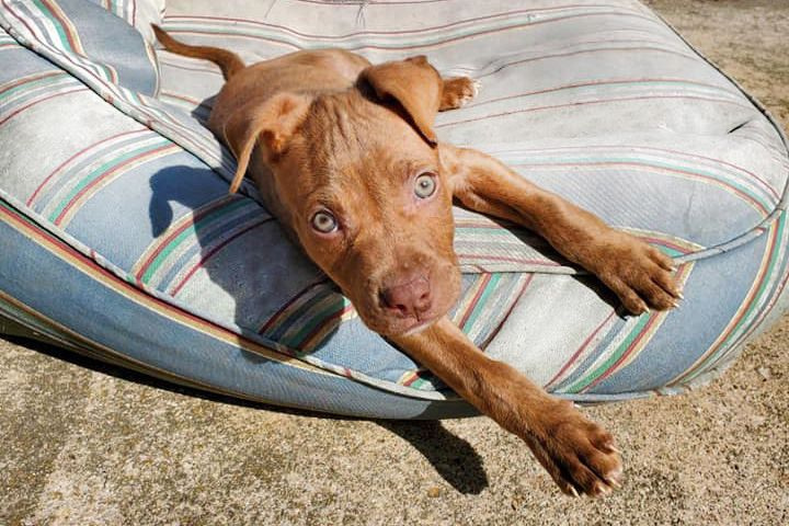 Pepsi, einer der 20 Pitbulls, die aus einer missbräuchlichen Umgebung gerettet wurden, in seiner neuen Pflegestelle. Alle 20 Hunde haben eine Pflegestelle gefunden, während sie einen Rehabilitationsprozess durchlaufen.