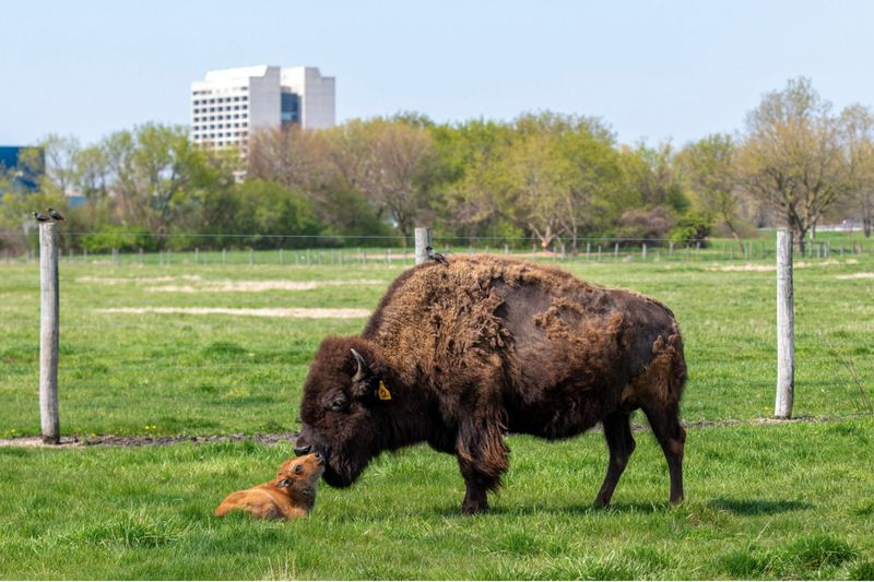 Un bison adulte poussant un veau avec son nez.