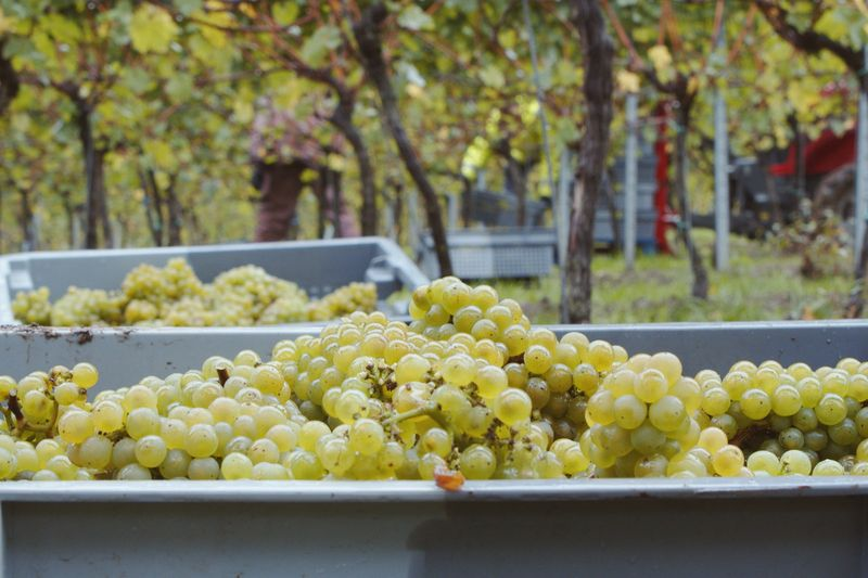 Høstede druer venter på behandling i en scene fra Sparkling: The Story of Champage.