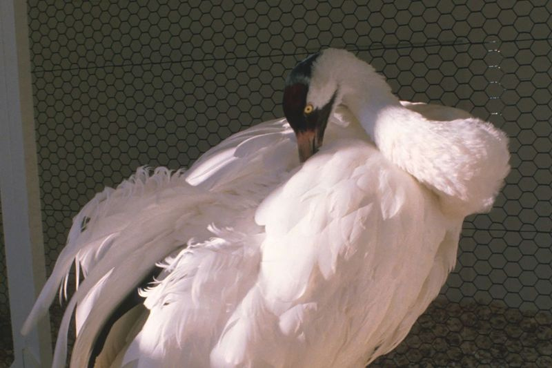 Wisconsini osariigis Baraboos asuvas International Crane Foundationis koorus välja esimene läkakraana Gee Whiz.