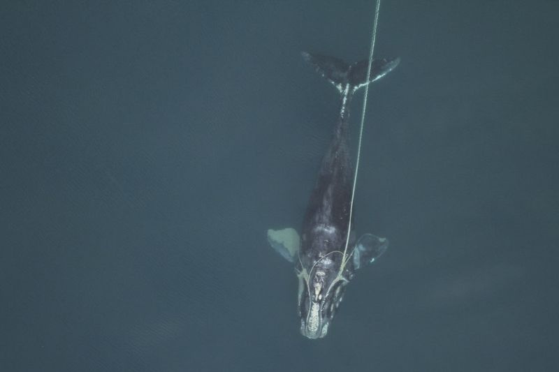 Sur cette photo du 30 décembre 2010 fournie par la Florida Fish and Wildlife Conservation Commission, une baleine noire femelle de l