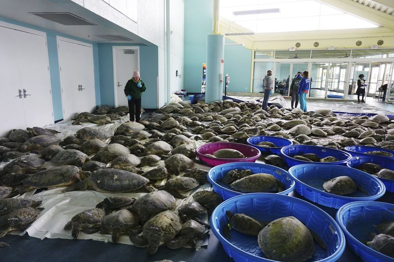 På dette arkivfoto den 16. februar 2021 er tusindvis af atlantiske grønne havskildpadder og Kemps ridley havskildpadder, der lider af kold bedøvelse, lagt ud for at komme sig på South Padre Island Convention Center på South Padre Island, Texas.