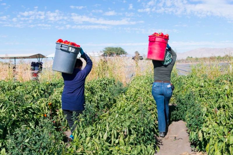 Des ouvriers agricoles travaillent dans une ferme de poivrons dans la vallée de Coachella en Californie, l