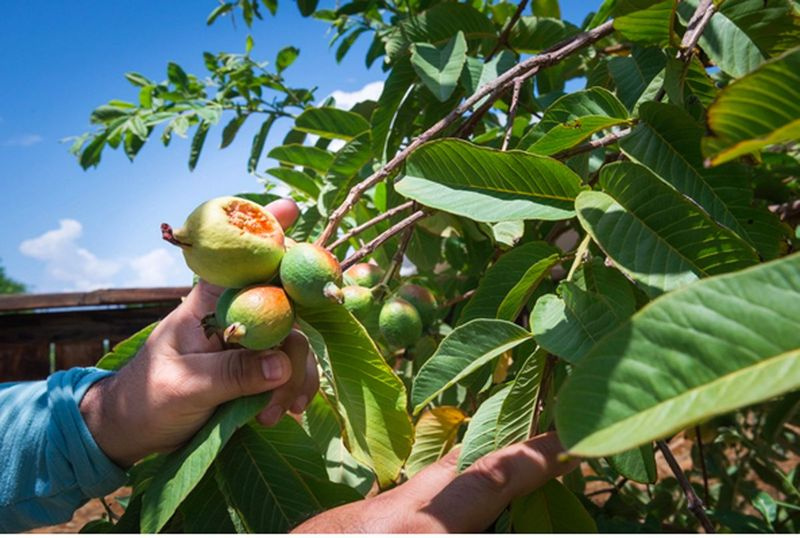 Jaime Isidoro plante des arbres fruitiers dans son jardin pendant son temps libre et dit qu