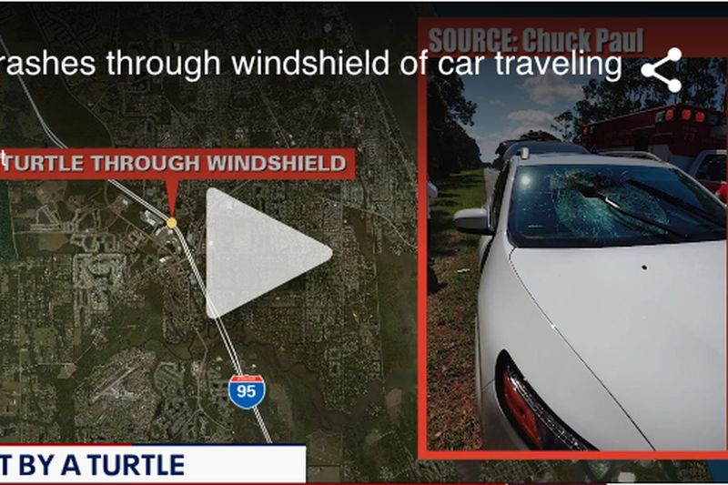 Se cree que la tortuga que vino volando a través de un parabrisas en la Interestatal 95 cerca de Daytona Beach, Florida, estaba en la carretera cuando se cree que otra tortuga que vino volando a través de un parabrisas en la Interestatal 95 cerca de Daytona Beach, Florida, estaba en la carretera cuando otro vehículo lo golpeó, tirándolo en el aire. El vehículo lo golpeó, tirándolo en el aire.