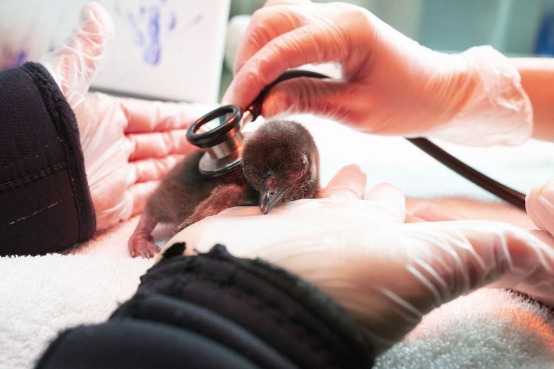 Mláďa tučniaka 420, vyliahnuté 17. mája 2019 v akváriu Shedd. | Brenna Hernandez/Shedd akvárium